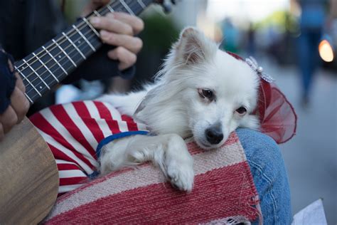 do dogs like piano music - Exploring Canine Preferences and the Intriguing Connection Between Dogs and Melodies